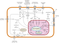 Some signal transduction pathways. MAP4K is not labelled.