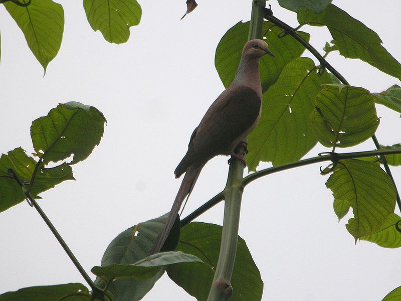 File:Slender-billed Cuckoo-Dove.jpg