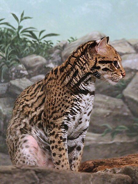 File:SouthernBrazillianOcelot.jpg