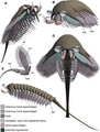 Image 163D model of Tanglangia longicaudata. en=endopod, ex=exopod (from Megacheira)