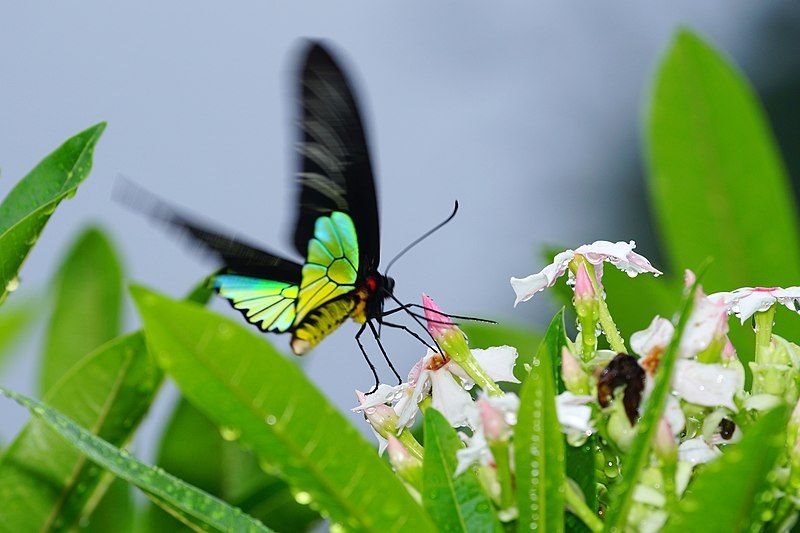 File:Troides magellanus sonani.jpg