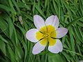 Tulipa saxatilis