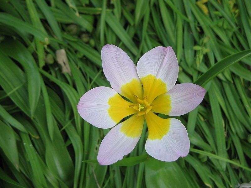 File:Tulipa bakeri close-up.jpg