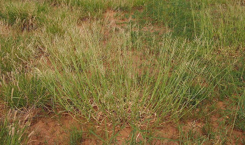 File:Urochloa masambicensis habit.jpg