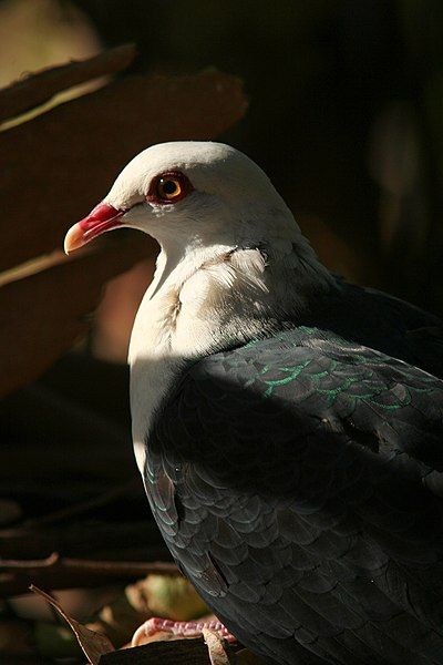 File:White-headed Pigeon.jpg