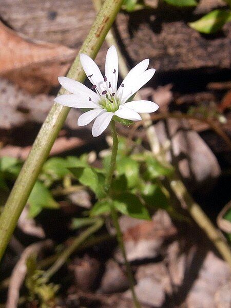 File:Wildflower Black Bulga.JPG