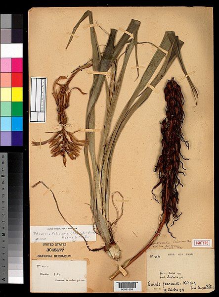 File:Willrussellia feliciana-NMNH-2154644.jpg