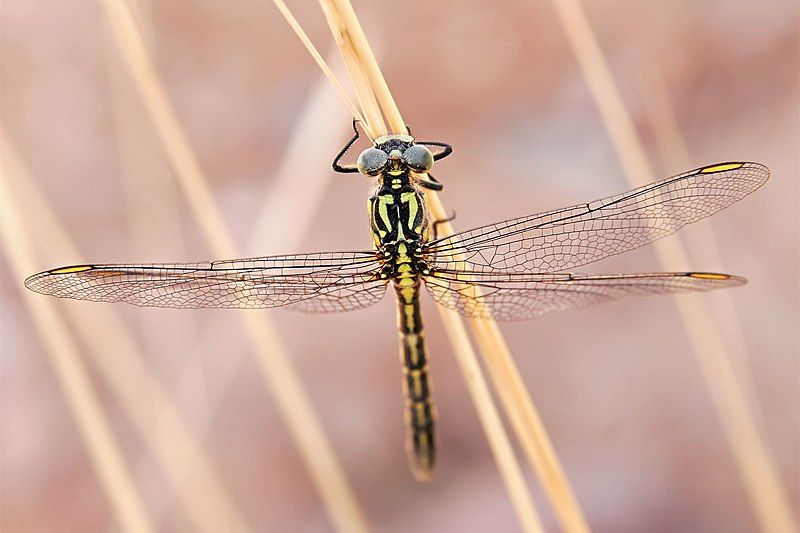 File:Yellow-striped hunter dragonfly08.jpg