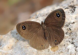 Dorsal view