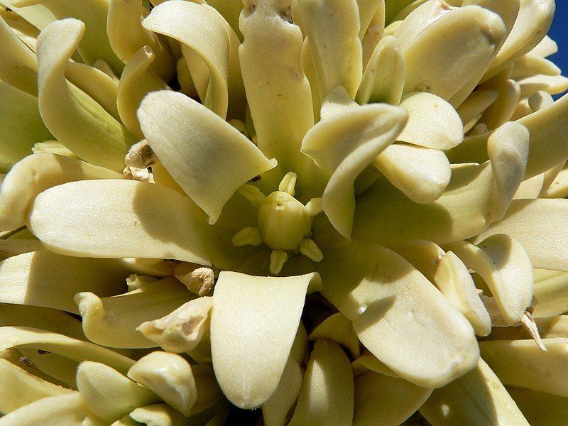 File:Yucca brevifolia flower.jpg