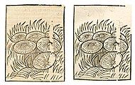 Agaricus campestris. Left: Hortus Sanitatis, Straßburg 1497 (I, 203). Right: Kleines Destillierbuch (Blatt 42v)