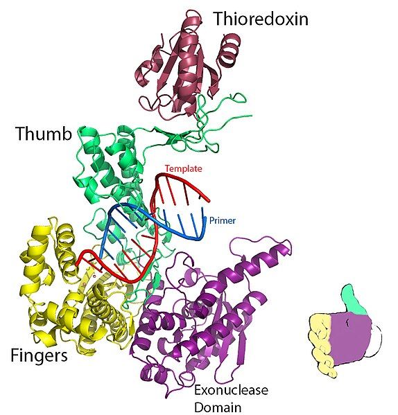 File:1T7P Crystal Structure.jpg