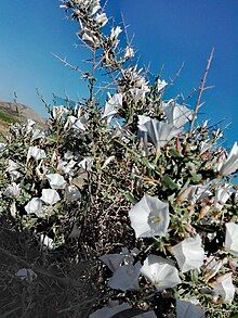 convolvulus sp.