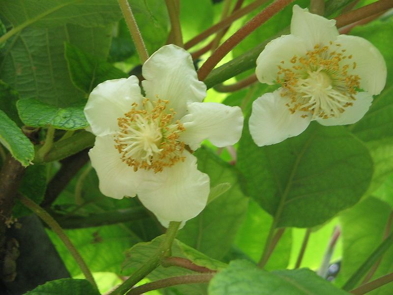 File:Actinidia deliciosa01.jpg