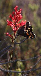 Feeding on Tritoniopsis triticea