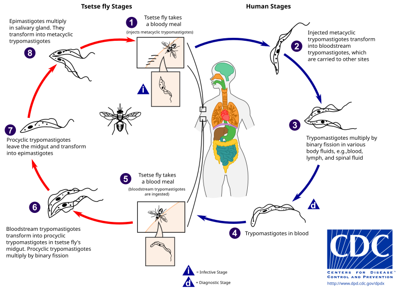 File:AfrTryp LifeCycle.svg