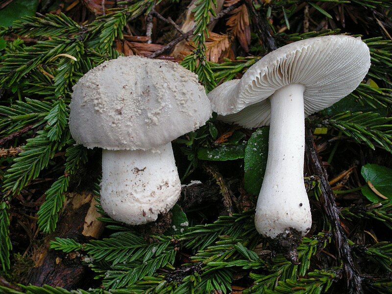 File:Amanita farinosa.jpg