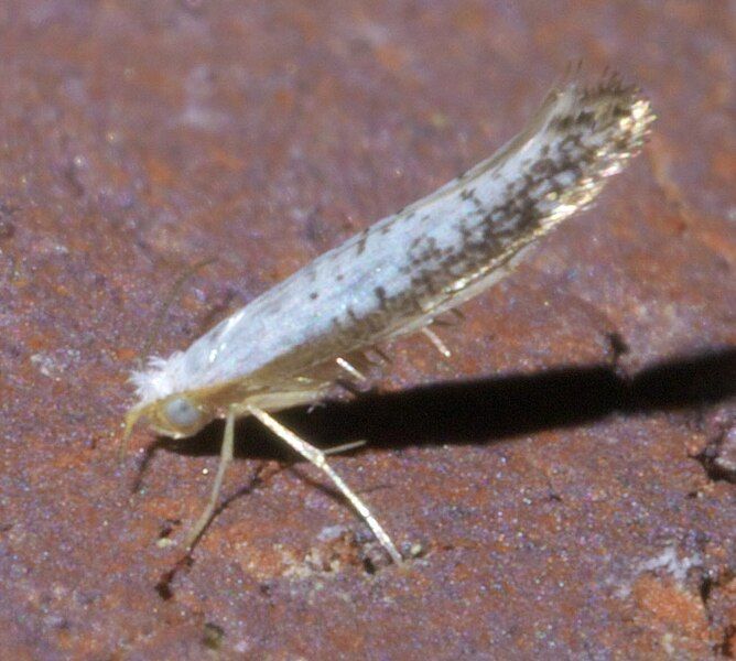 File:Argyresthia subreticulata P1640436a.jpg