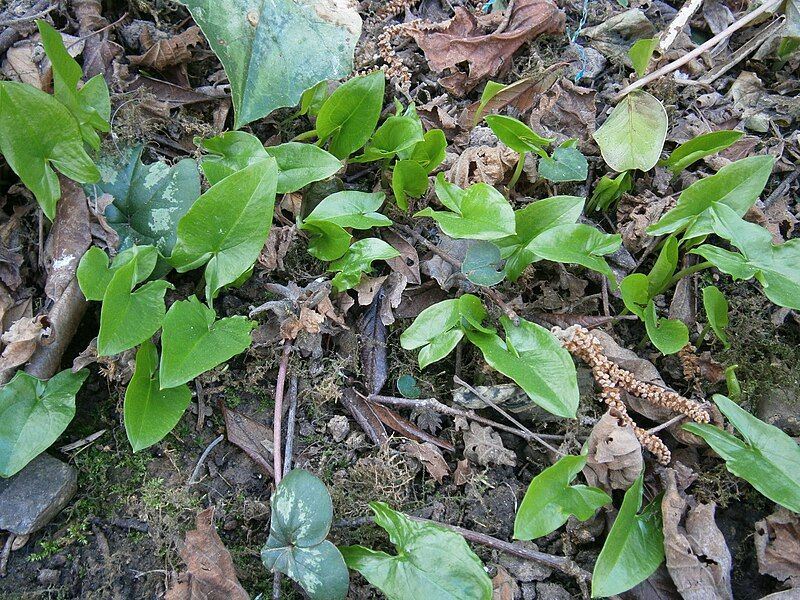 File:Arisarum proboscideum (leaves)2.jpg