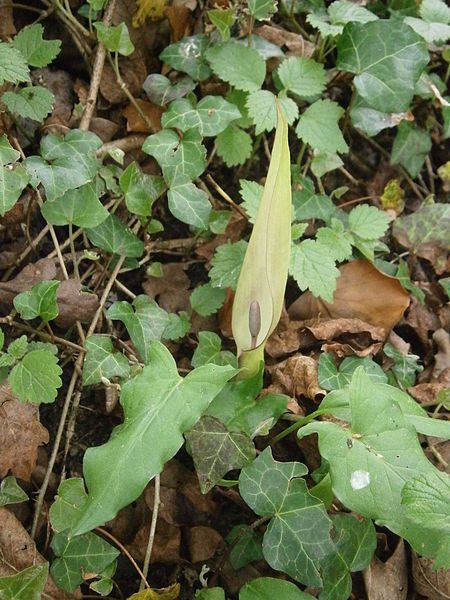 File:Arum maculatum RHu01.JPG