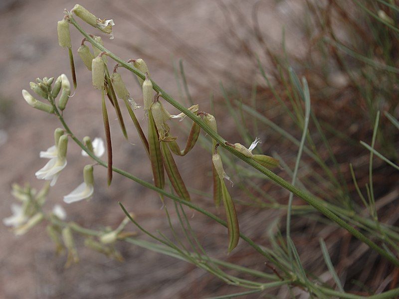 File:Astragalus lonchocarpus pods1.jpg