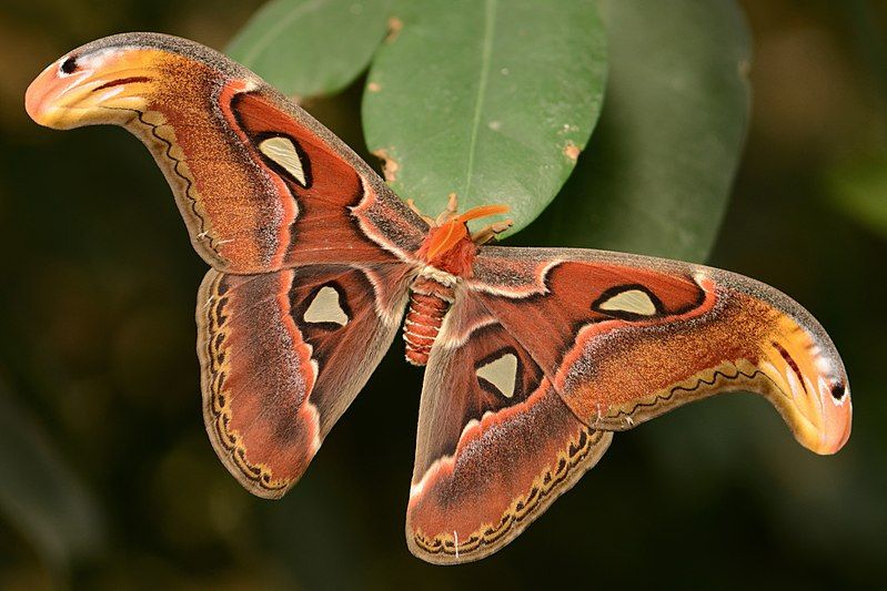 File:Attacus atlas (15050883139).jpg