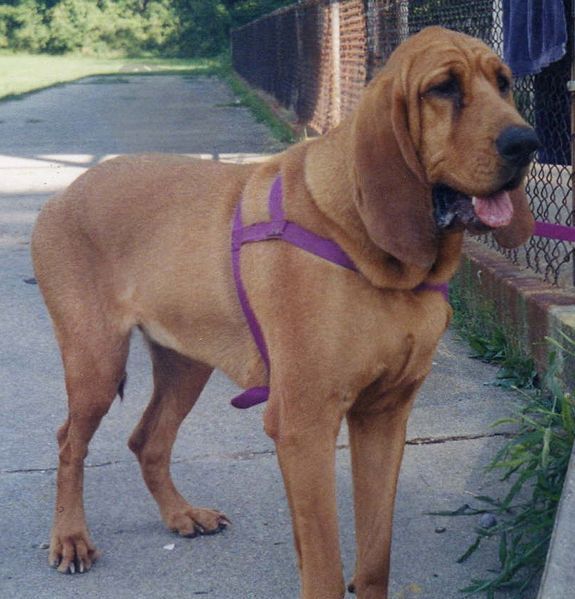 File:Bloodhound-Female.jpg