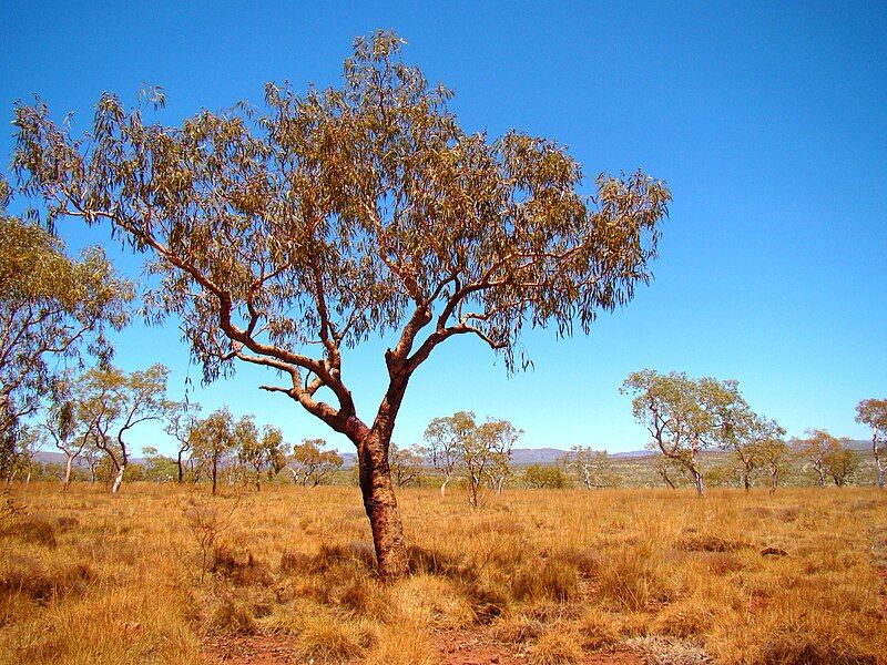 File:Bloodwood Tree.jpg