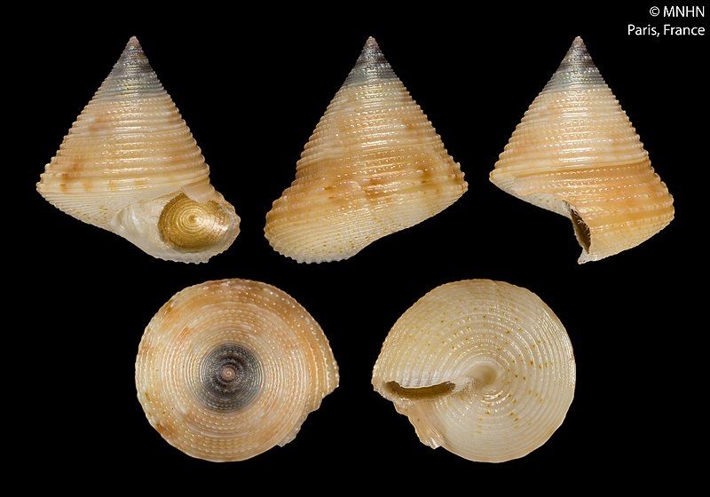 File:Calliostoma jackelynae (MNHN-IM-2000-31511).jpeg