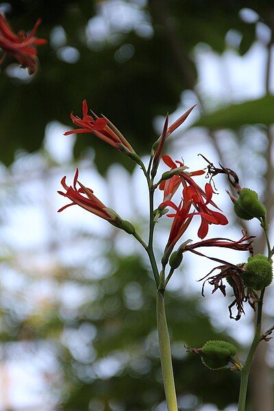 File:Canna tuerckheimii pm.jpg