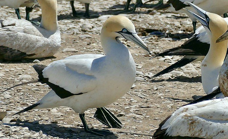 File:Cape gannet sideview.jpg