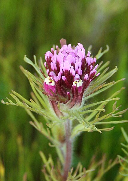 File:Castilleja exserta.jpg