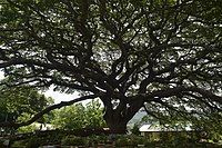 Centennial Tree