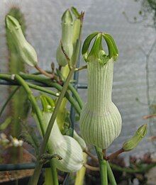 Large white flowers on a thin green vine