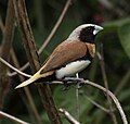 Chestnut-breasted mannikin at Samsonvale Cemetery, SE Queensland