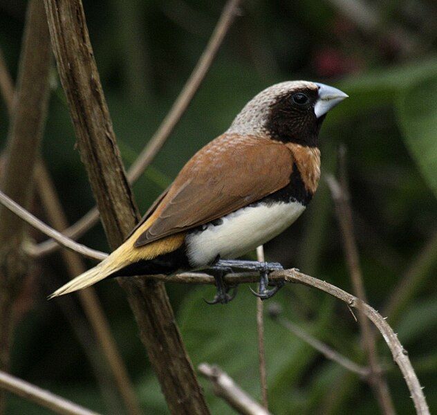 File:Chestnut-breasted Munia samcem08.JPG