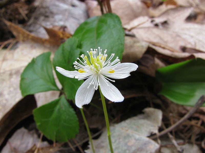 File:Coptis trifolia 1407.JPG