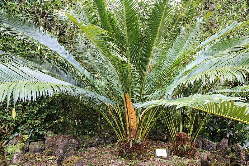 File:Cycas chevalieri-IMG 9637.JPG