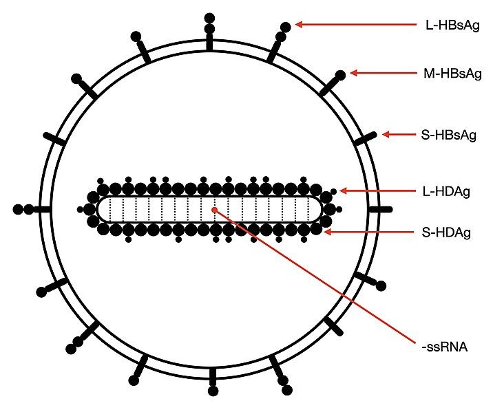 File:Deltavirus virion illustration.jpg