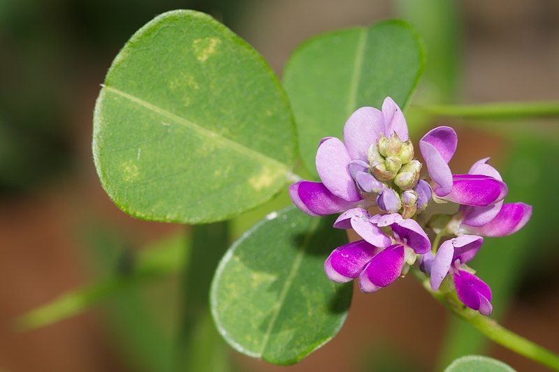 File:Desmodium heterocarpon-Kadavoor-2016-02-06-001.jpg