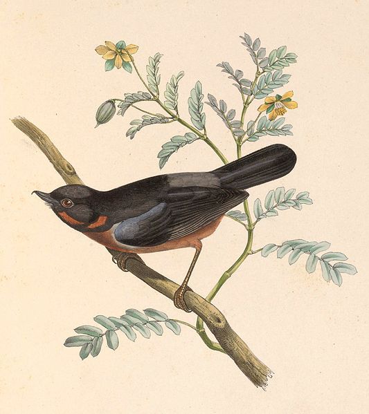 File:Diglossa brunneiventris 1849.jpg