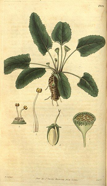 File:Dorstenia brasiliensis.jpg