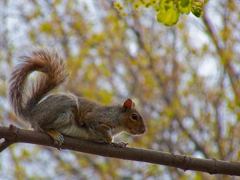 File:Eastern gray squirrel.jpg