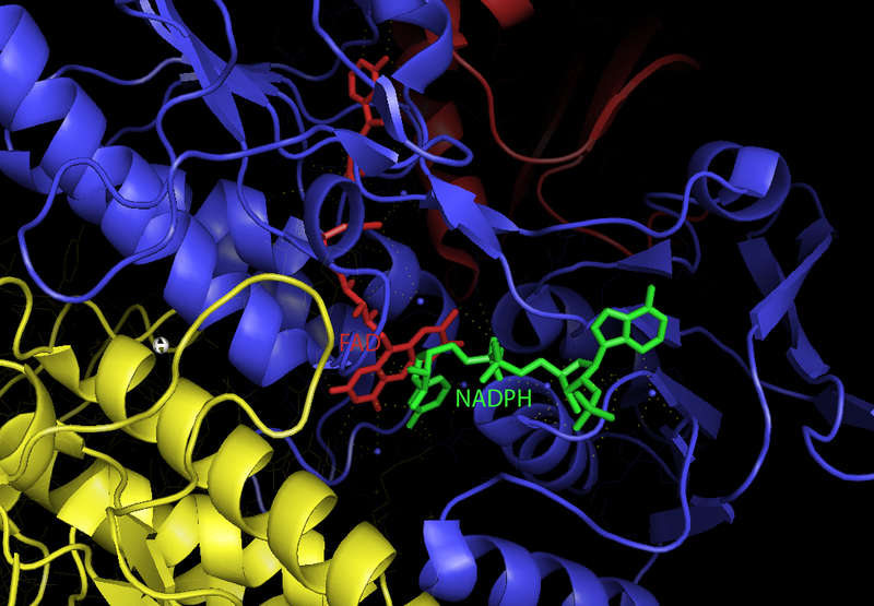 File:EcoliTrxRProstheticGroups.png