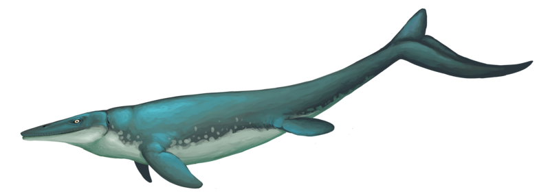 File:Ectenosaurus.png