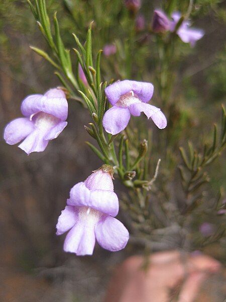 File:Eremophila hamulata.jpg