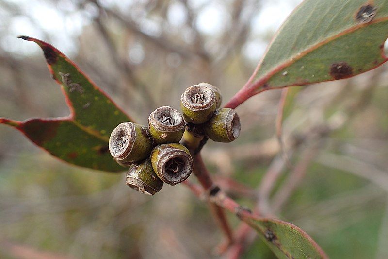 File:Eucalyptus phenax fruit.jpg