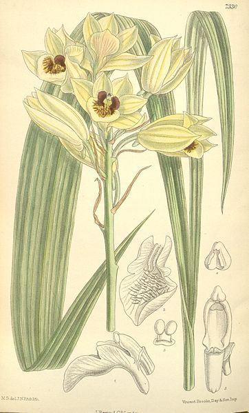 File:Eulophia zeyheri.jpg