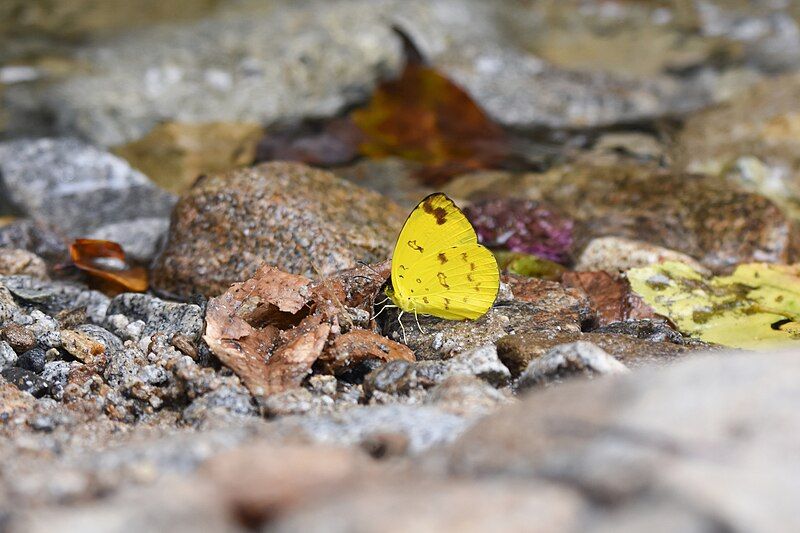 File:Eurema irena.jpg