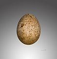 Egg